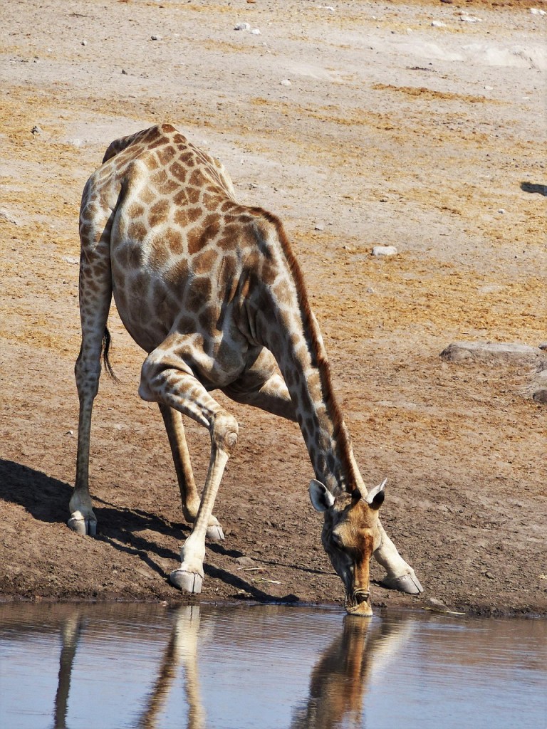 giraffe, drink, dislocate, yoga, water hole, water, safari, national park, watering hole, namibia, wilderness, nature, spotted, wild animal, africa, neck