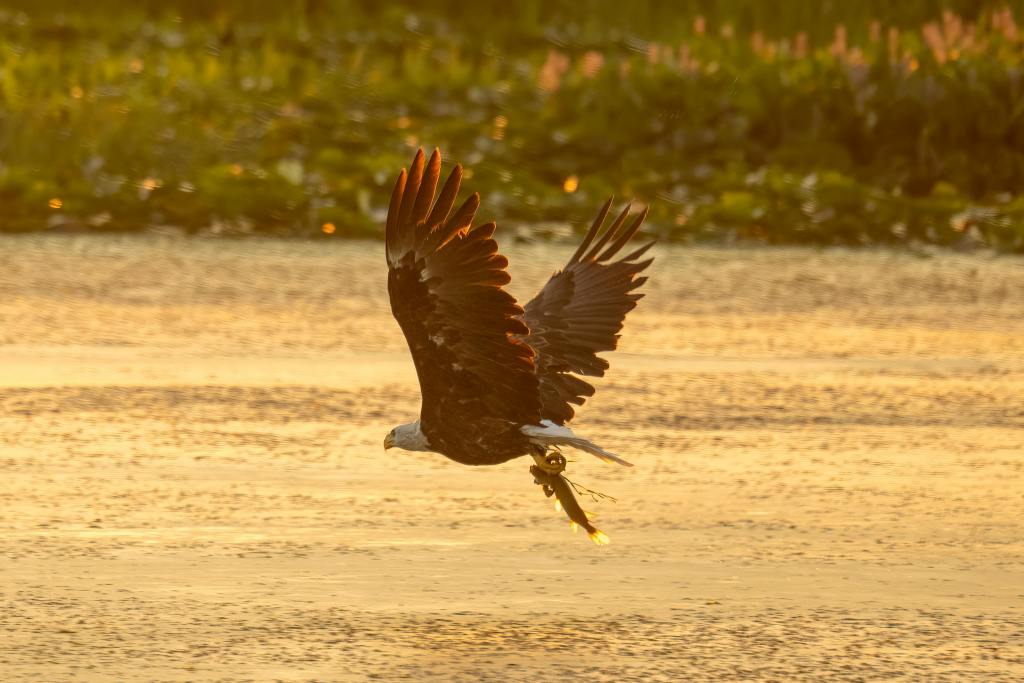 A stunning bald eagle captures its prey as it flies over a serene body of water in Alma, Wisconsin.