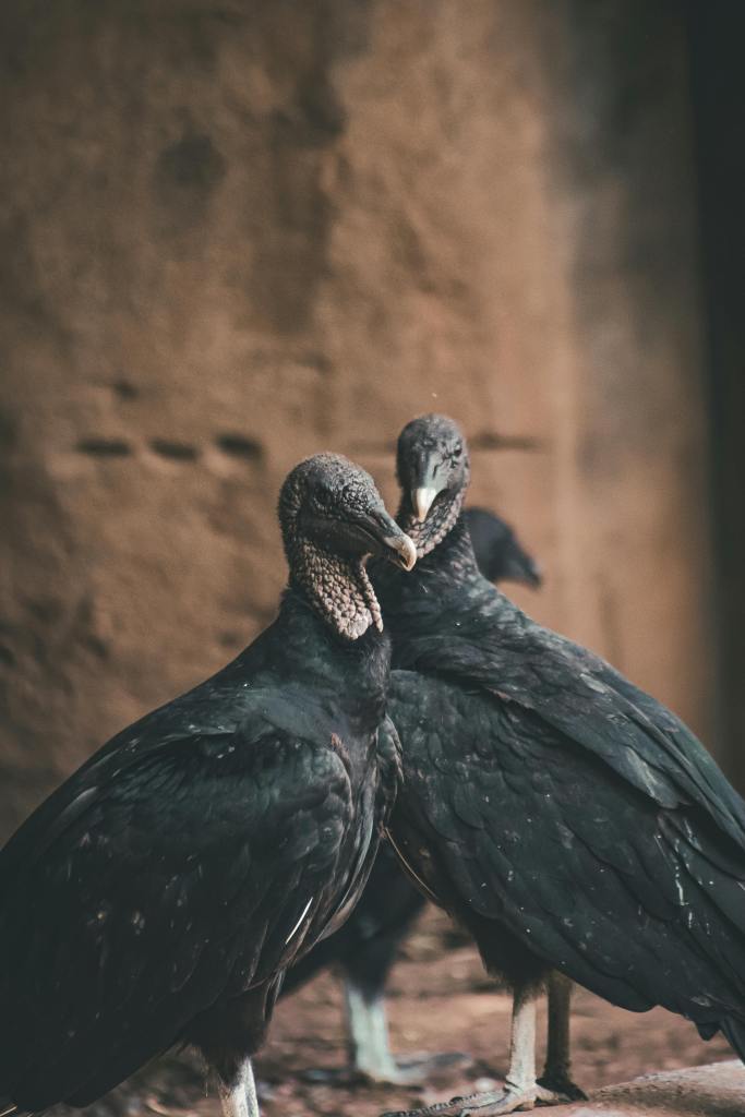 Two black vultures together in a natural setting, showcasing wildlife photography.