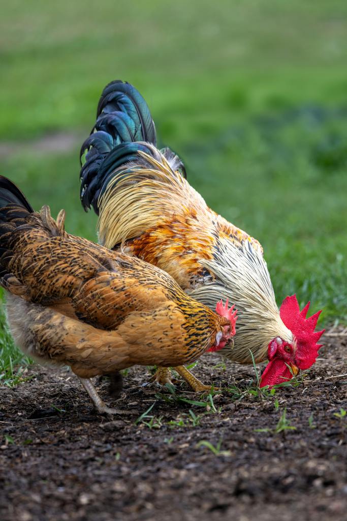 Vibrant rooster and hen pecking in a lush green farm pasture.